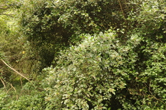 Gymnosporia nemorosa