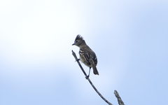 Elaenia flavogaster
