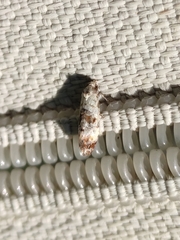 Neocochylis hybridella