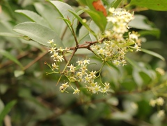 Gymnosporia nemorosa