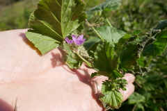 Erodium malacoides