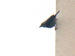 Thraupis episcopus cana