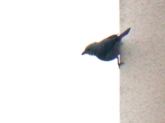 Thraupis episcopus cana