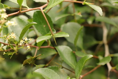 Gymnosporia nemorosa