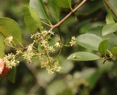 Gymnosporia nemorosa