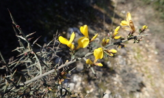 Genista scorpius