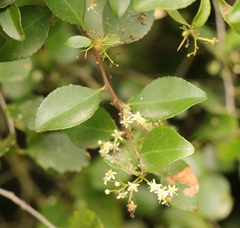 Gymnosporia nemorosa