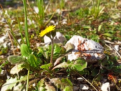 Crepis sancta