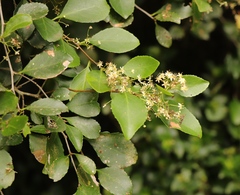 Gymnosporia nemorosa