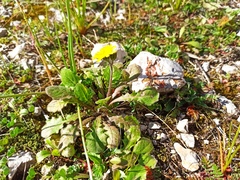 Crepis sancta