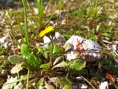Crepis sancta