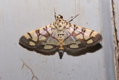 Pardomima distortana