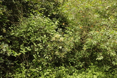 Gymnosporia nemorosa