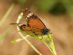 Danaus chrysippus orientis