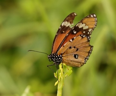 Danaus chrysippus orientis