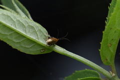 Haplosomoides abdominalis