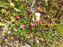 Erodium acaule