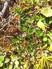 Erodium acaule