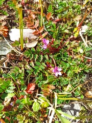Erodium acaule