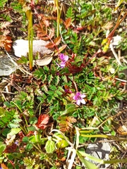 Erodium acaule