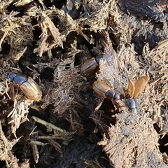 Melinopterus