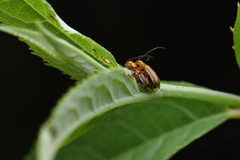 Haplosomoides abdominalis