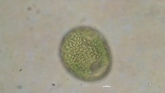Vacuolariaceae