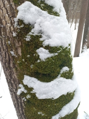 Pseudanomodon attenuatus