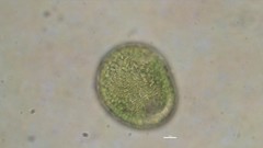 Vacuolariaceae