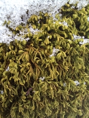 Pseudanomodon attenuatus