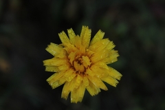 Hypochaeris maculata