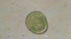 Vacuolariaceae