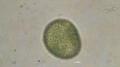 Vacuolariaceae