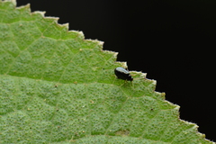 Hemipyxis changi
