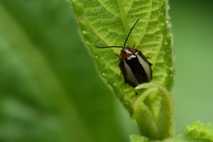 Hemipyxis lineata