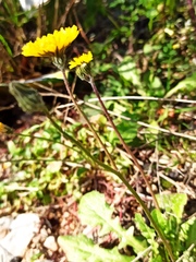 Crepis sancta