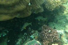 Lutjanus monostigma