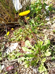 Crepis sancta