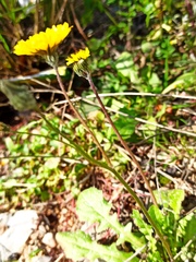 Crepis sancta