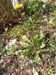 Crepis sancta