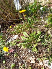 Crepis sancta