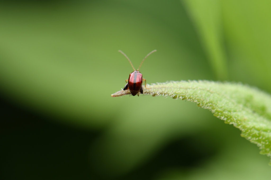 Longitarsus arisanus