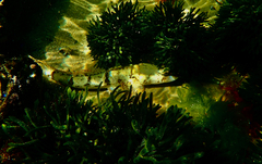 Platycephalus laevigatus