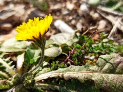 Crepis sancta