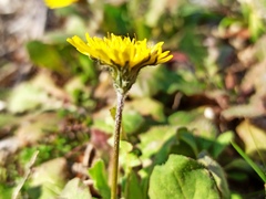 Crepis sancta
