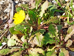 Crepis sancta