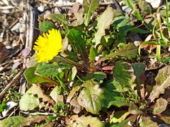 Crepis sancta