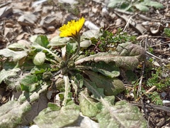 Crepis sancta