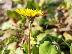 Crepis sancta
