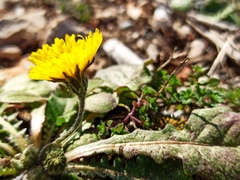 Crepis sancta